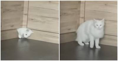 Белый котик продемонстрировал чудеса гибкости - mur.tv