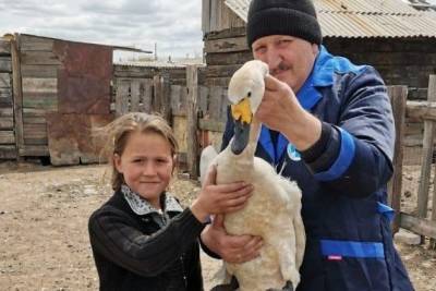 Школьница в Забайкалье спасла лебедя от собак - mur.tv