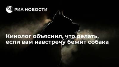 Владимир Голубев - Кинолог объяснил, что делать, если вам навстречу бежит собака - mur.tv - Россия - Москва
