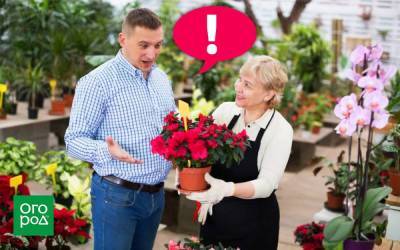 5 ошибок, которые вы совершаете при покупке комнатных растений - sadogorod.club