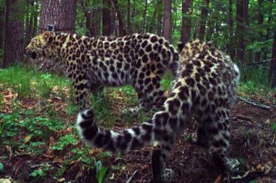 В Приморье посчитали котят самой плодовитой в мире леопардессы - mur.tv - Приморье край