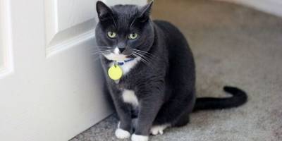 Почему кошки терпеть не могут закрытые двери? - mur.tv