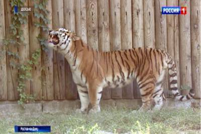 В Ростовском зоопарке возобновились экскурсии и показательные кормления - mur.tv