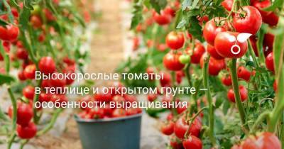 Высокорослые томаты в теплице и открытом грунте — особенности выращивания - sadogorod.club