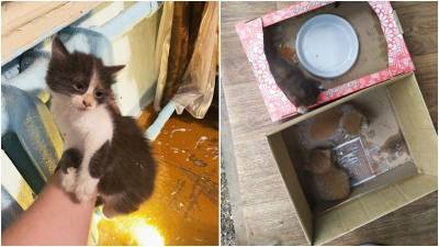 Спасатели Уфы пришли на помощь застрявшим котятам и щенку - mur.tv - Уфа