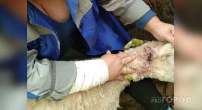 В Урмарском районе стая бродячих собак загрызла четырех овец - mur.tv