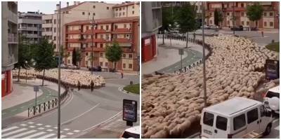 В Турции пастух провёл по центру города отару овец - mur.tv - Турция