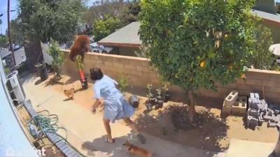 Девушка вступила в поединок с медведицей, чтобы спасти собак. Видео - mur.tv - штат Калифорния