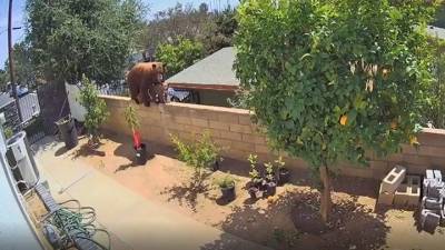 Жительница Калифорнии столкнула медведя с забора, спасла собак и стала звездой Сети - mur.tv - штат Калифорния