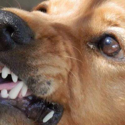 Госдуме предлагают ввести “ОСАГО” для владельцев бойцовых собак - mur.tv - Россия - Москва
