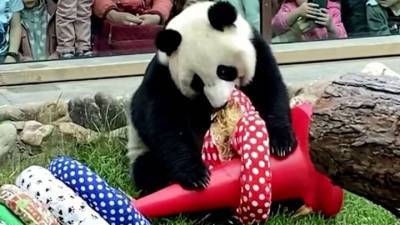 Видео из Сети. Панд Московского зоопарка порадовали в честь Дня защиты детей - mur.tv
