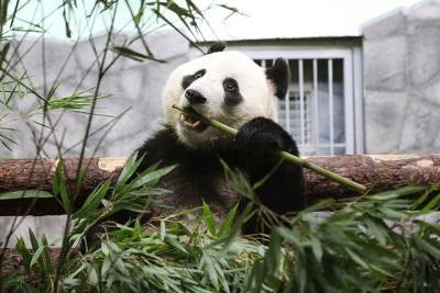 Московский зоопарк вручил пандам подарки в честь Дня защиты детей - mur.tv