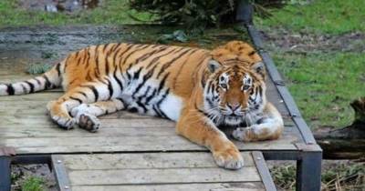 Пожилая тигрица Таня умерла от онкозаболевания в зоопарке Калининграда - mur.tv - Калининград