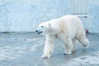 Как в зоопарке Ростова помогают пережить южный зной? - mur.tv
