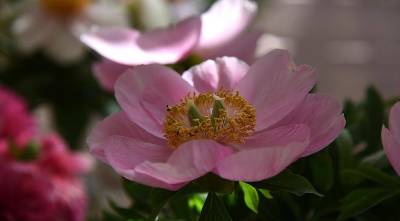 Розовые пионы: 10 самых красивых сортов розовых пионов раннего срока цветения - sadogorod.club