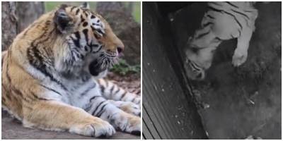 Невеста тигра Амура родила двух тигрят - mur.tv - Приморье край