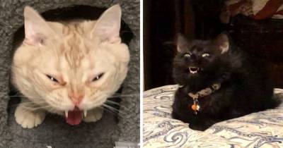 16 нелепых фотографий котов, которые наверняка вызвали бы у моделей желание крикнуть: «Удали!» - mur.tv