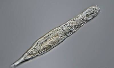 Российские ученые оживили коловраток, которые провели 24 тысячи лет в вечной мерзлоте - porosenka.net