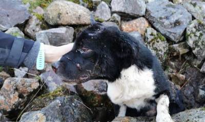 Вот и сходили в поход: прямо из-под скал вытащили приговоренную к смерти собаку - mur.tv - Шотландия