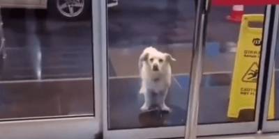 Собака терпеливо ждет у дверей госпиталя. Персонал и удивлен, и сражен наповал - mur.tv - Турция