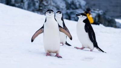 Почему пингвины не умеют летать? - mur.tv