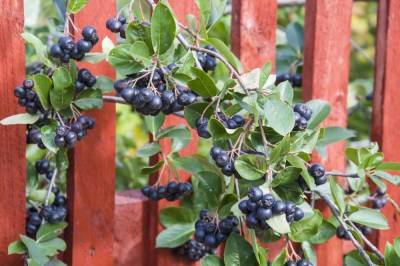 7 ягодных кустарников, которые можно посадить за забором - sadogorod.club