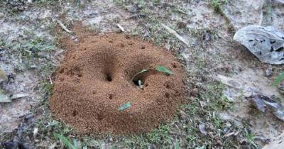 Как вывести муравьев с участка при помощи гуманных методов - lifehelper.one