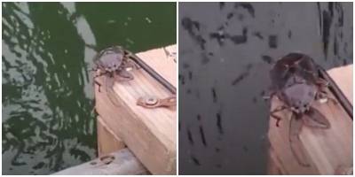 Загадочный “морской жук” забрался на лодку рыбака - mur.tv - Канада