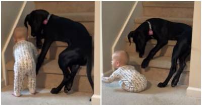 Заботливый немецкий дог не позволяет младенцу забраться на лестницу - mur.tv - Сша - штат Огайо