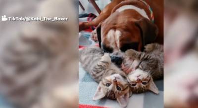 Боксер воспитывает маленьких котят: вы такое видели? - mur.tv - Сша - штат Флорида