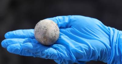 Как выглядит куриное яйцо, которому 1000 лет - wmj.ru - Китай - Израиль - Византия