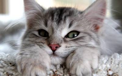 13 гиф-доказательств того, что котики – безумно милые создания - lifehelper.one