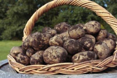 Что получится, если посадить картофель в июне - sadogorod.club