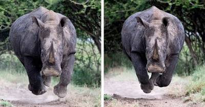 «Носорог увидел нас!» Ужасающий момент: носорог бросается прямо на фотографа - cpykami.ru - Кения - Найроби