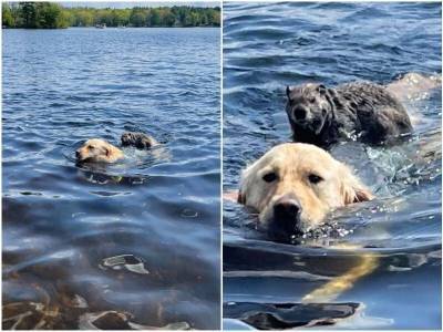 Пока пес плавал в озере, на него запрыгнул дикий зверек - mur.tv