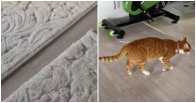 Необычная реакция рыжей кошки на ковер - mur.tv - Румыния - Бухарест