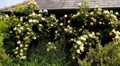 Плетистые розы:как правильно выбрать сорт плетистой розы для посадки на участок - sadogorod.club