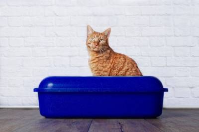 Ваша кошка и лоток: отвечаем на вопросы начинающих кошатников - mur.tv