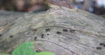 На замену ловчему поясу: 5 годных альтернативных способов защитить дерево от муравьев - novate.ru