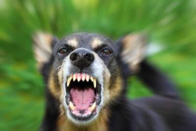 Почему собака бывает агрессивной - lifehelper.one