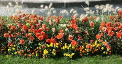 Лучшие низкорослые цветы для дачной клумбы, которые цветут все лето - sadogorod.club