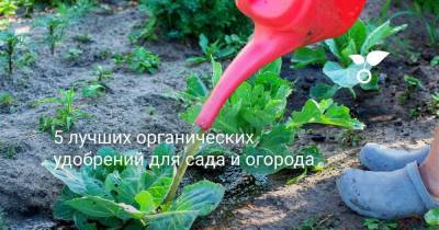 5 лучших органических удобрений для сада и огорода - sadogorod.club