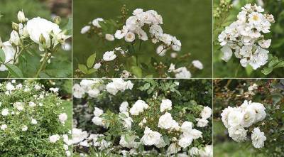Белые розы: 10 самых красивых и устойчивых сортов белоснежных роз для посадки в цветник - sadogorod.club - Германия