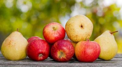 Яблони и груши: календарь работ в плодовом саду - sadogorod.club
