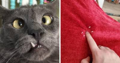 17 котов, которые обнажили свои острые зубки, но и это не спасло их от титула главных пушистых очаровашек - mur.tv