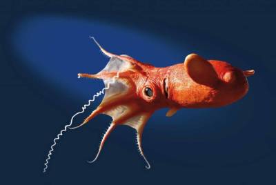 Какие морские животные отличаются причудливым видом? - lifehelper.one