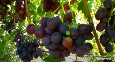Сорт винограда «Низина» мои отзывы и особенности посадки и ухода - sadogorod.club