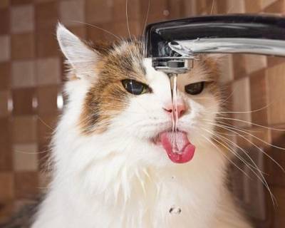 Сколько воды должна пить моя кошка? - mur.tv