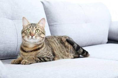 Почему кошка гадит на кровать: причины и как отучить? - mur.tv