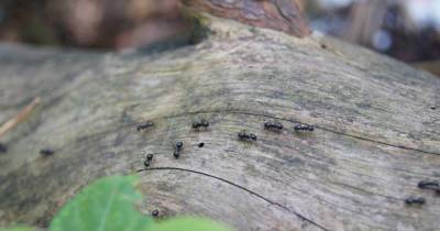 На замену ловчему поясу: 5 годных альтернативных способов защитить дерево от муравьев - lifehelper.one